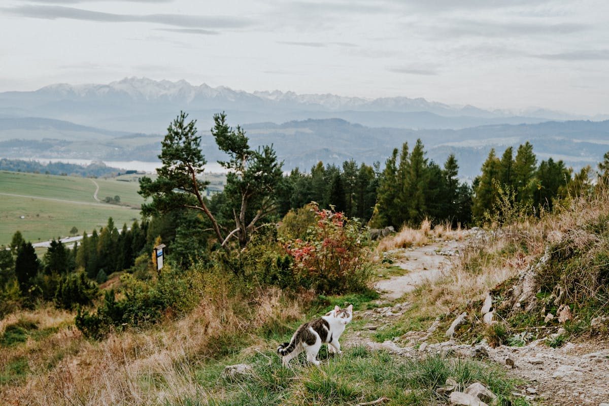 pexels-filirovska-8259833